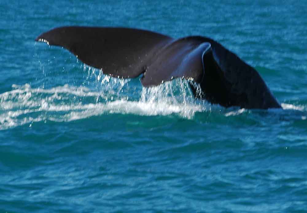 Ballena - Kaikoura - Nueva Zelanda 3.jpg